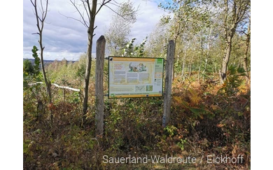Sagenstation Sauerland-Waldroute