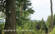 Waldstück an der Sauerland-Waldroute 